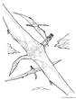 l&aacute;mina para imprimir y colorear dinosaurio quetzalcoatlus